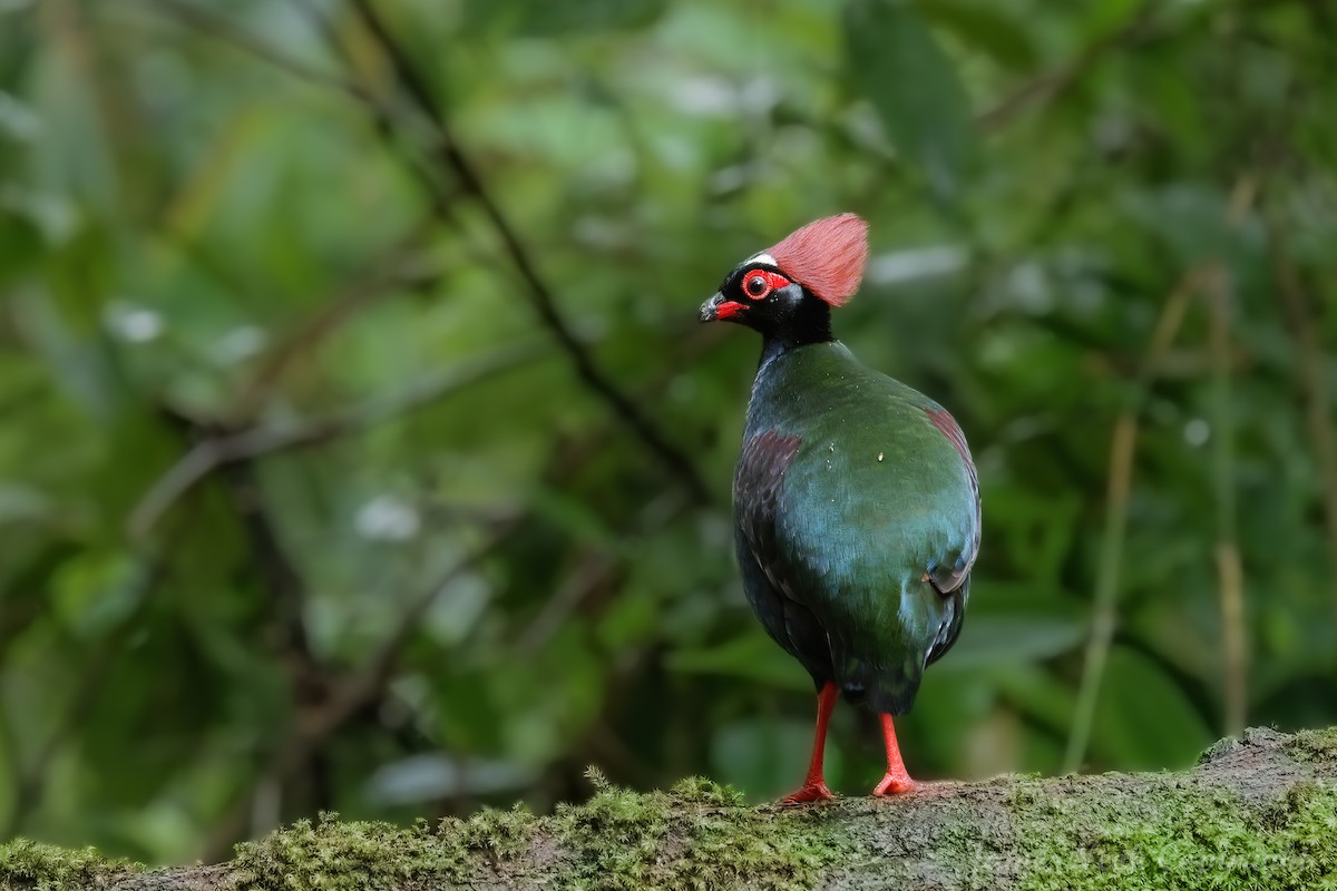 Crested Partridge - ML624115282