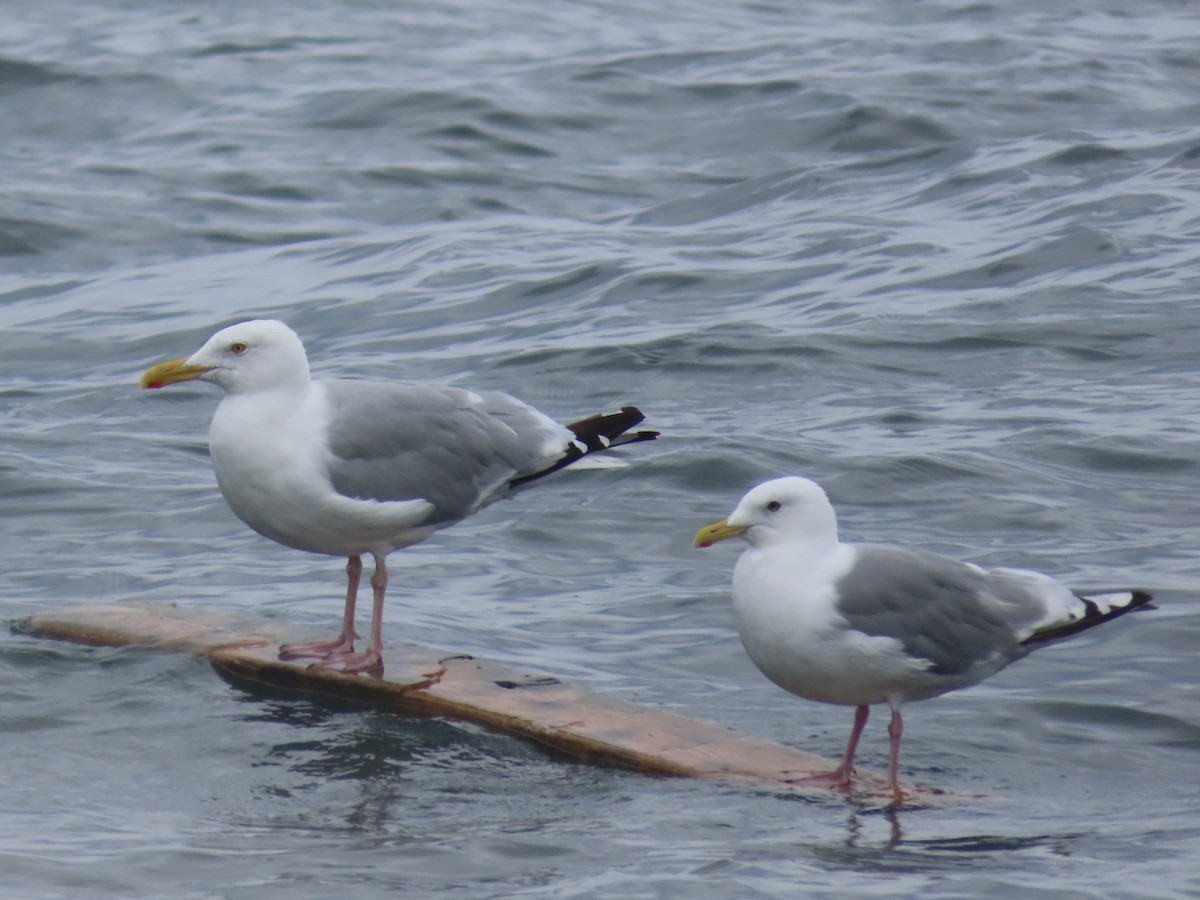 Iceland Gull (Thayer's) - Suzanne Beauchesne