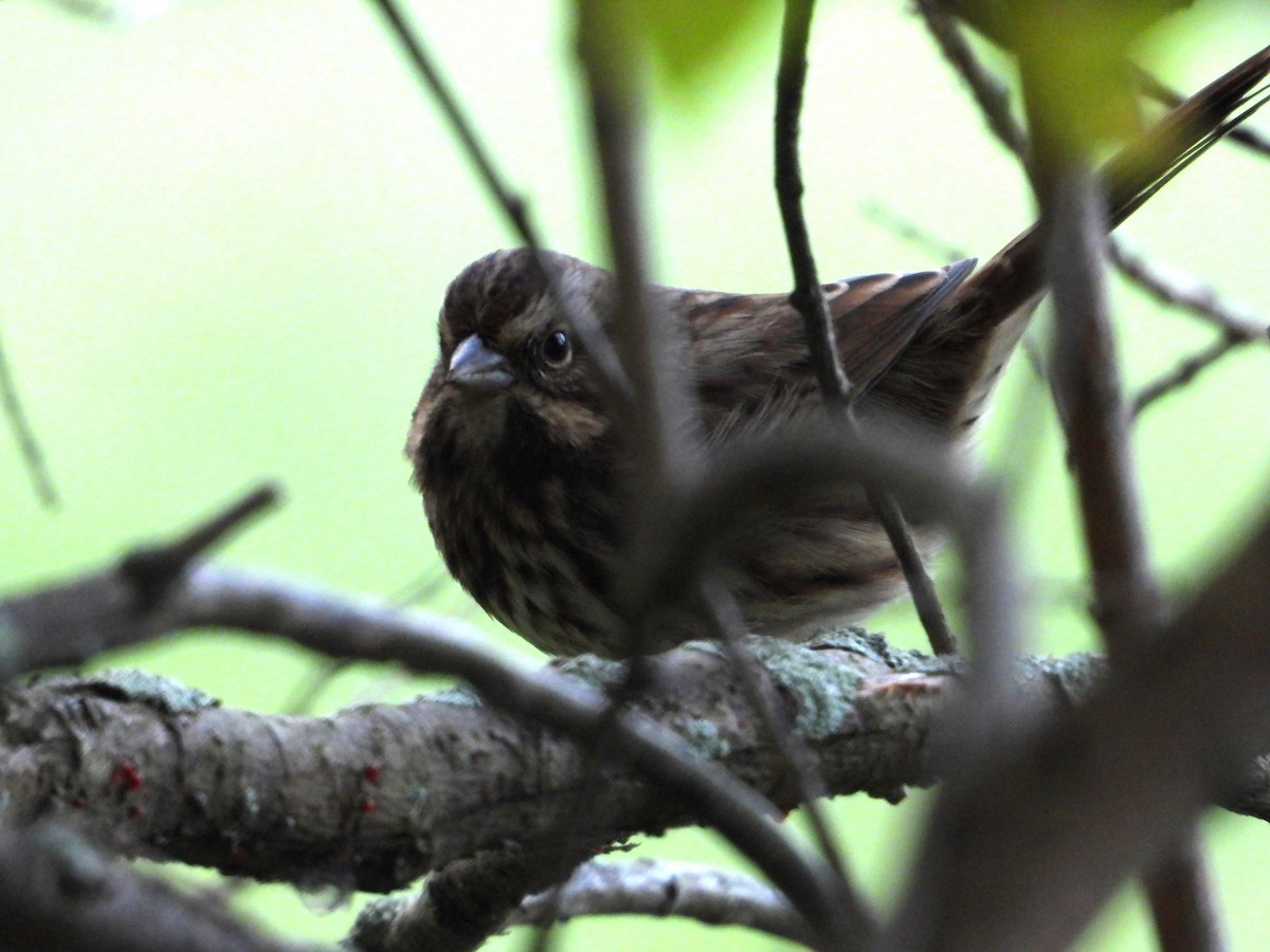 Song Sparrow - Denis Provencher COHL