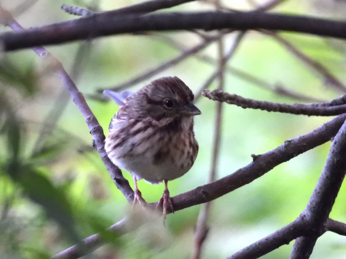 Song Sparrow - Denis Provencher COHL