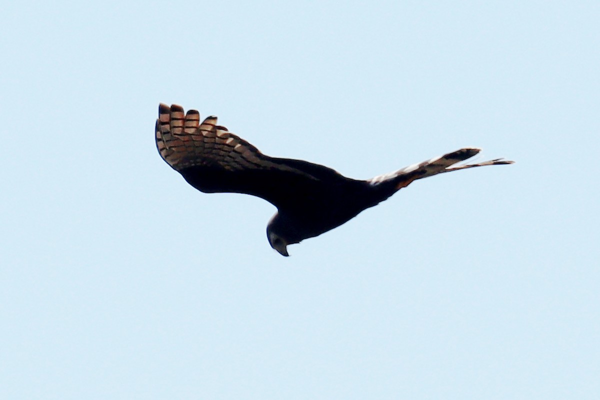 Aguilucho de Azara - ML624115336