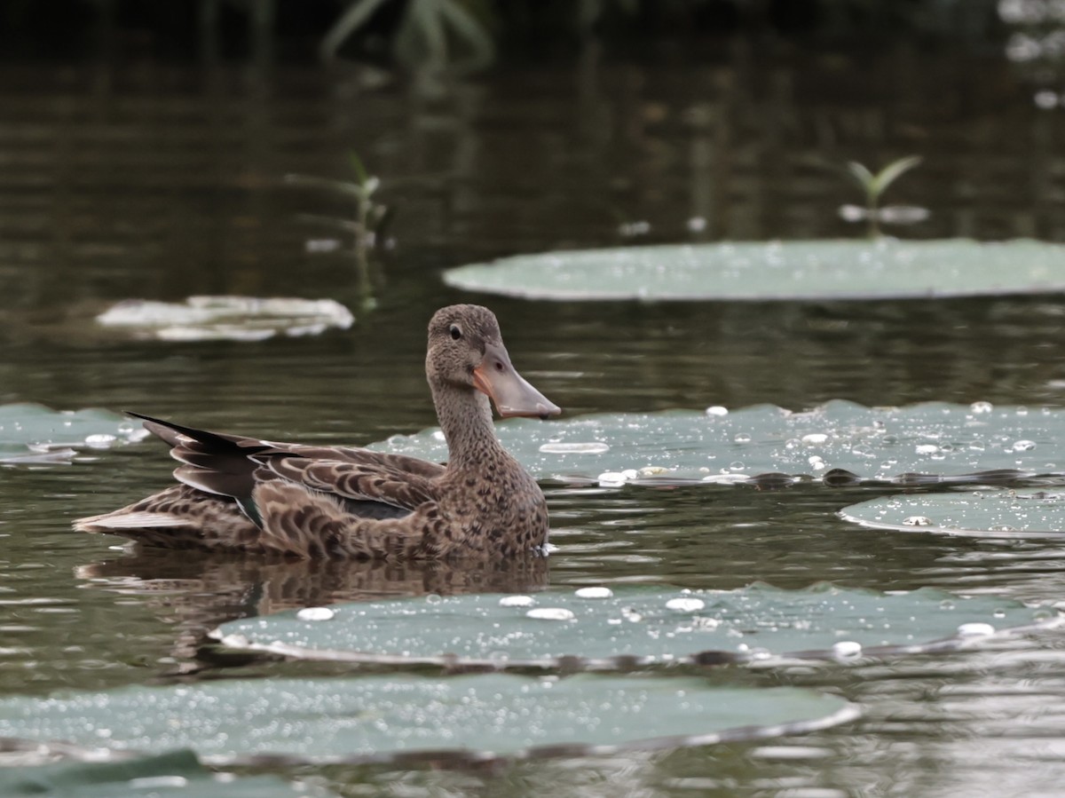 Northern Shoveler - ML624115344