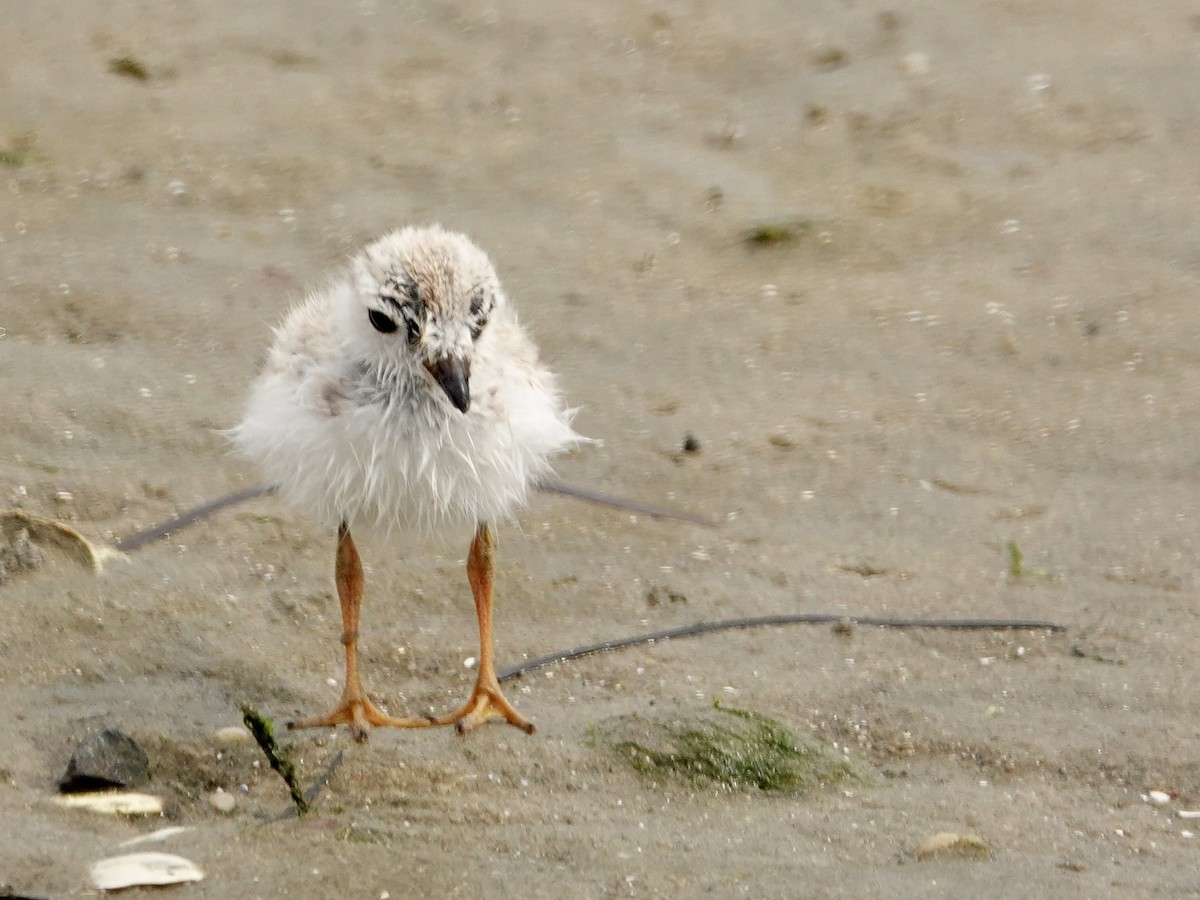 Piping Plover - ML624115370