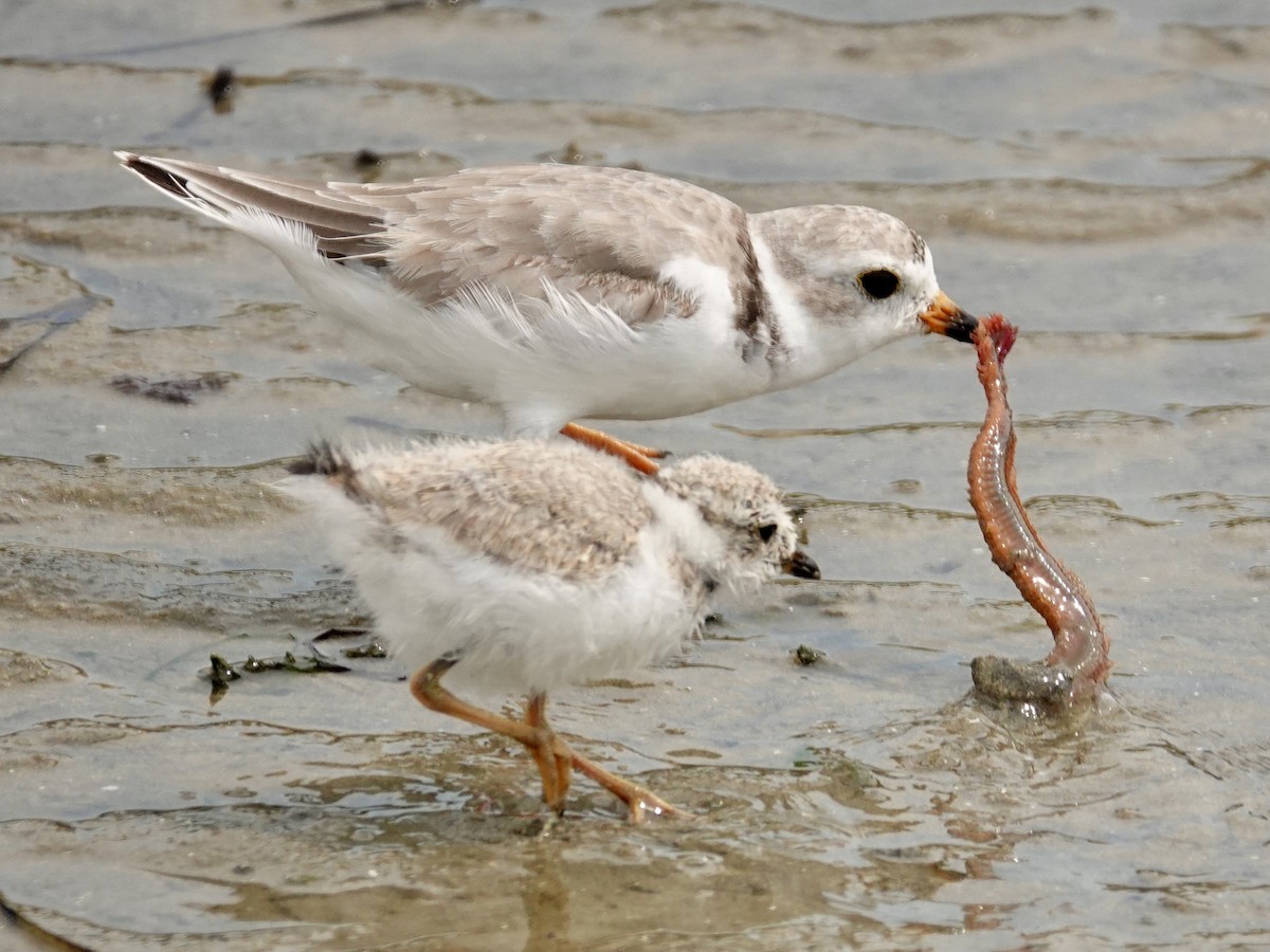 Piping Plover - Wendy Guest