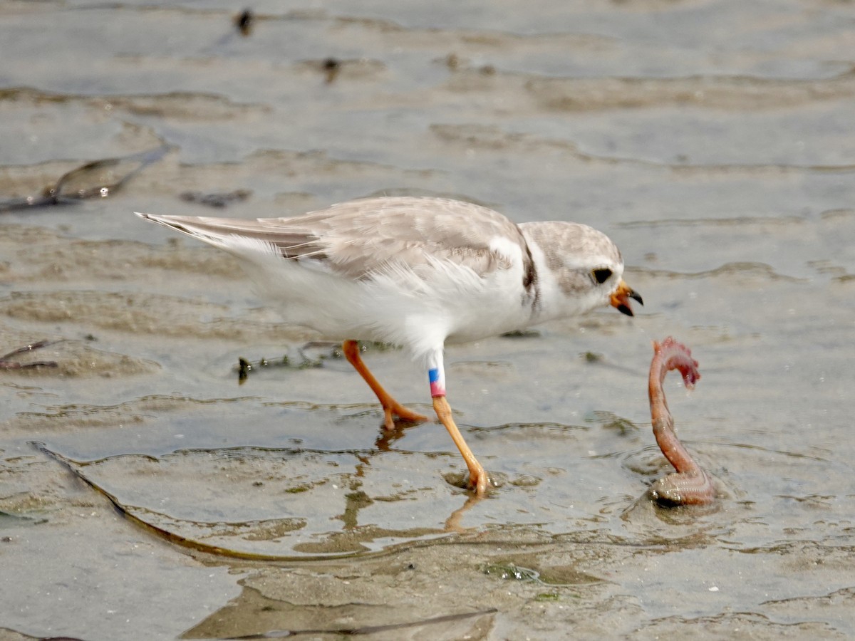 Piping Plover - ML624115372