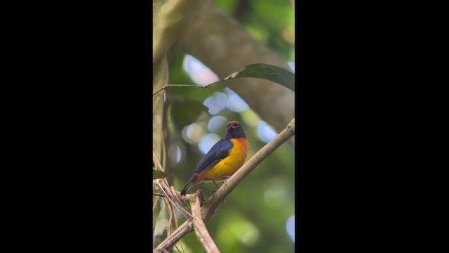 Orange-bellied Euphonia - ML624115394