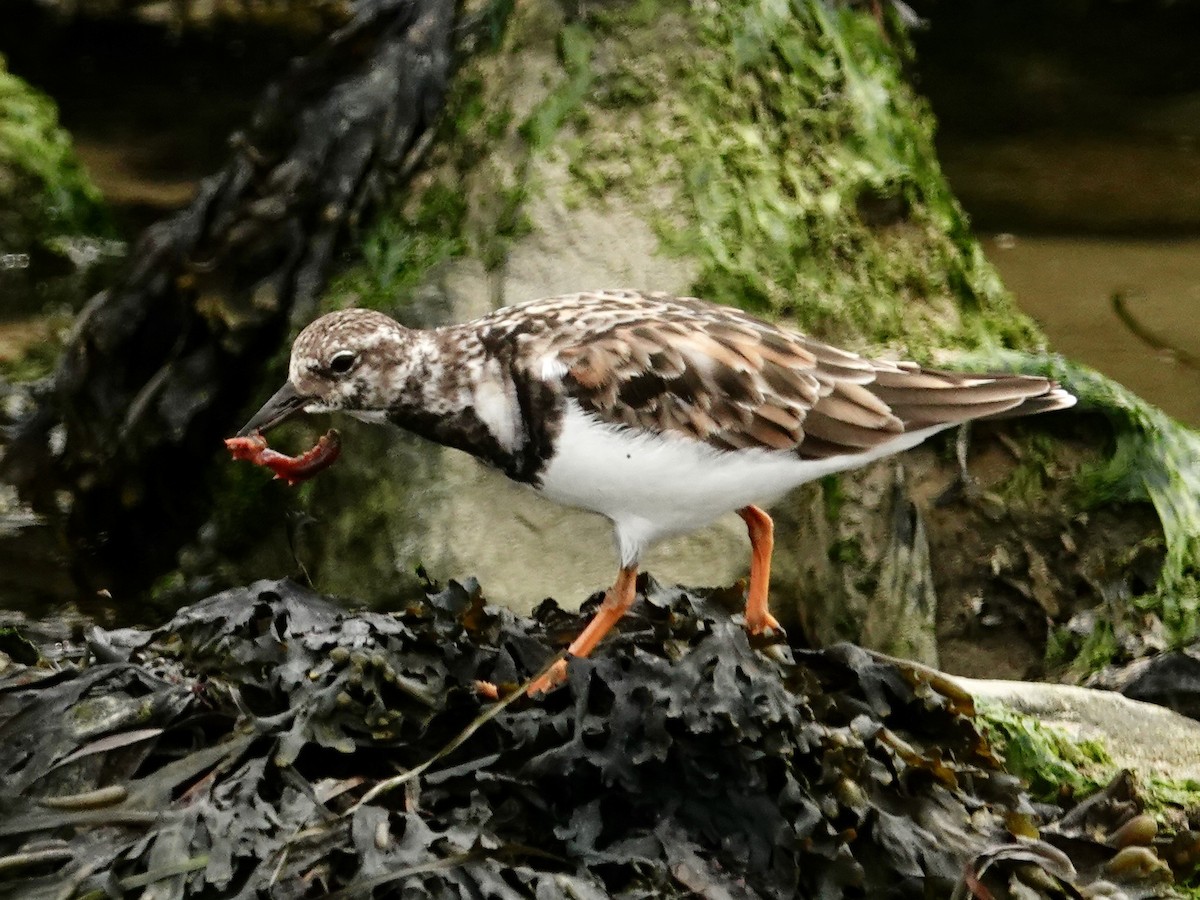 Ruddy Turnstone - Wendy Guest