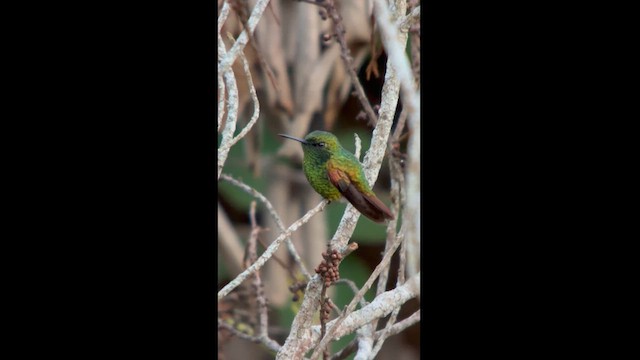 Coppery Emerald - ML624115429