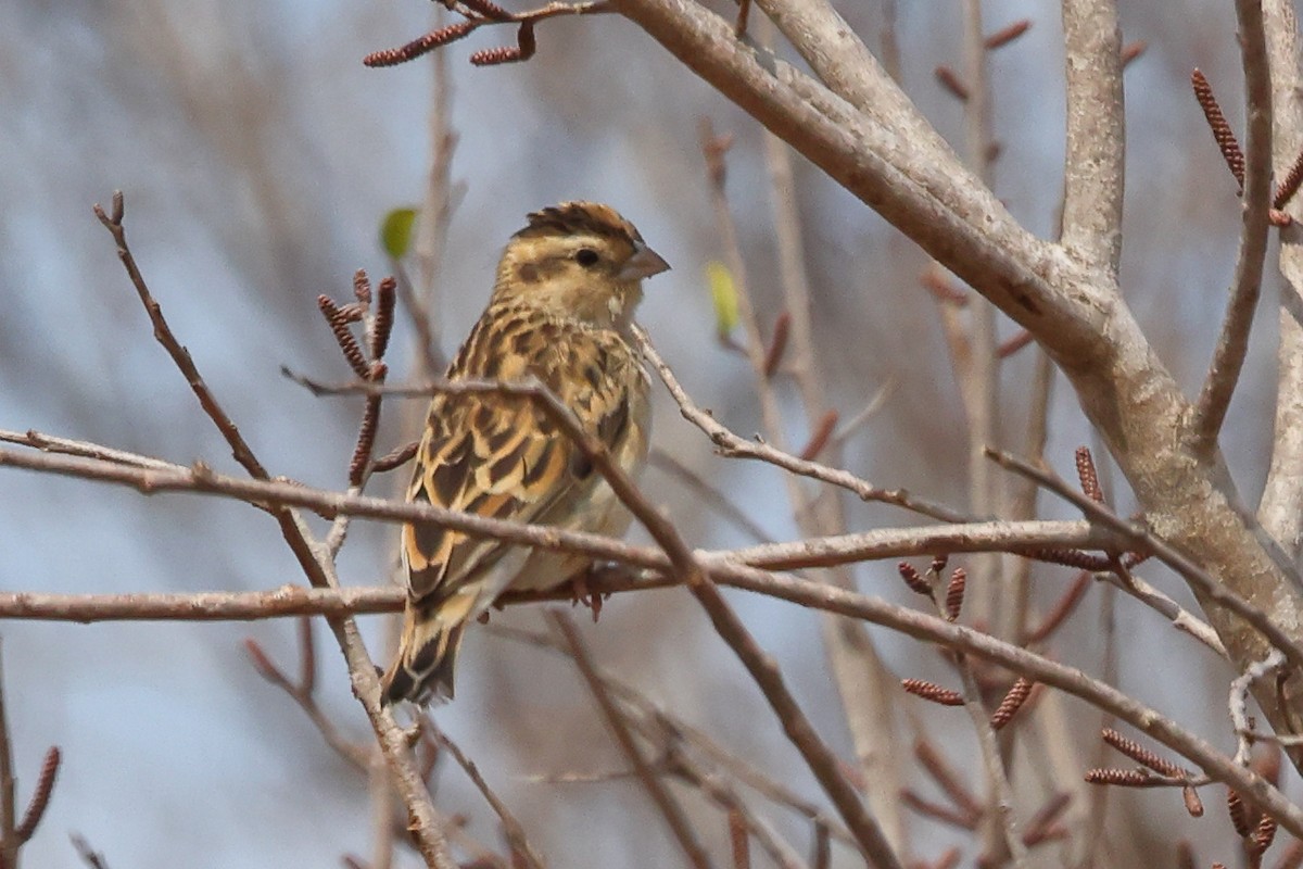 Variable Indigobird - ML624115462