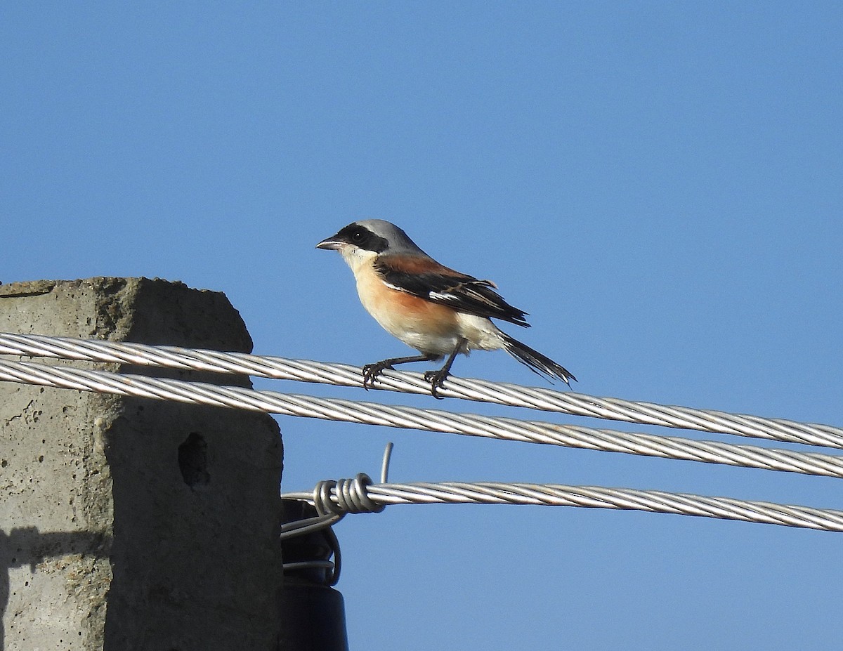 Bay-backed Shrike - ML624115486