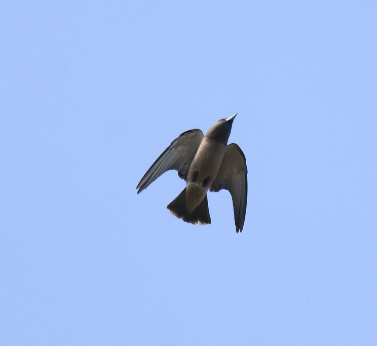 Ashy Woodswallow - ML624115495