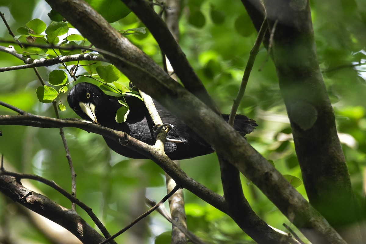 Yellow-billed Cacique - ML624115503