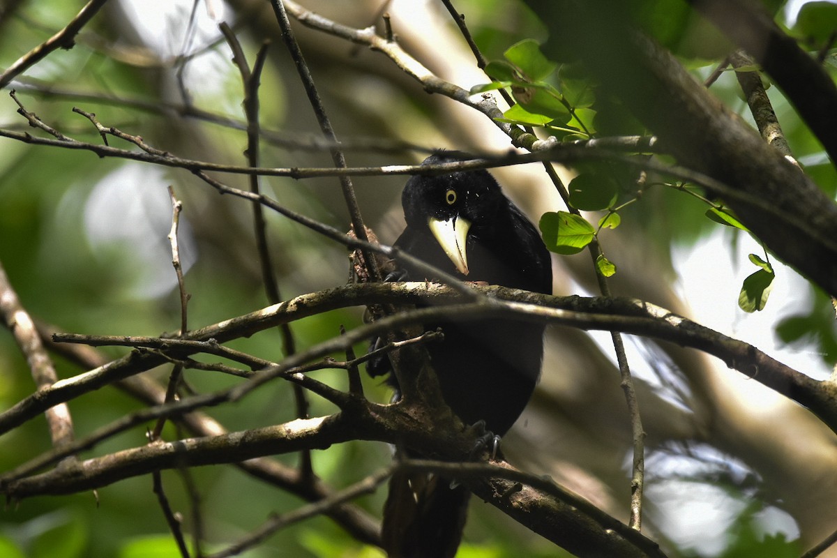 Yellow-billed Cacique - ML624115504