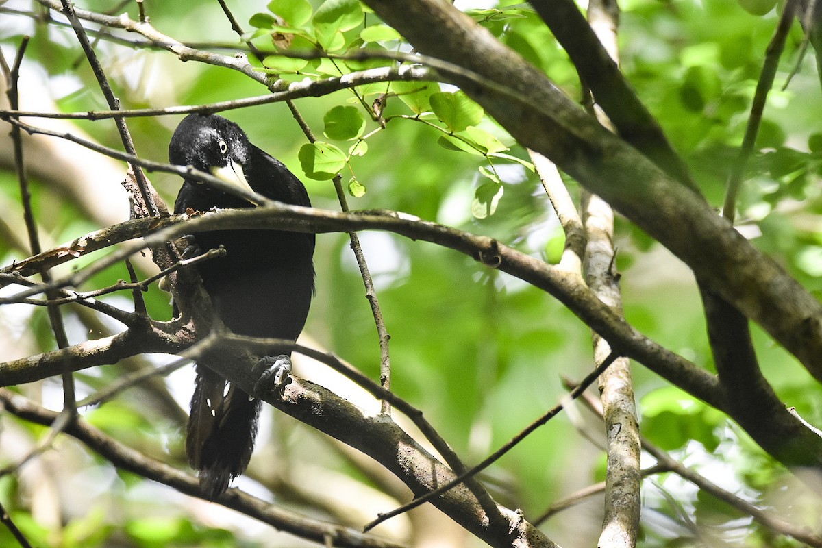 Yellow-billed Cacique - ML624115505