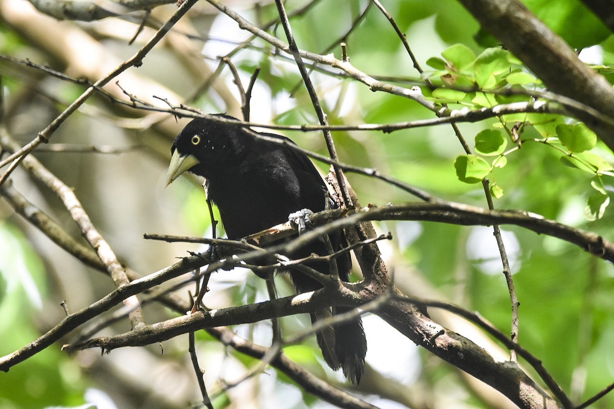 Yellow-billed Cacique - ML624115506