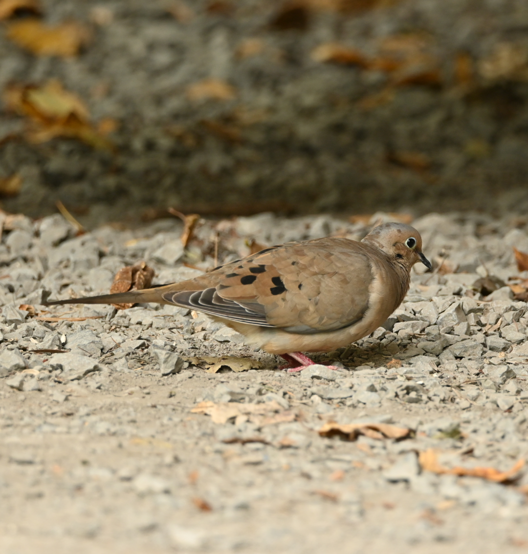 Mourning Dove - ML624115525