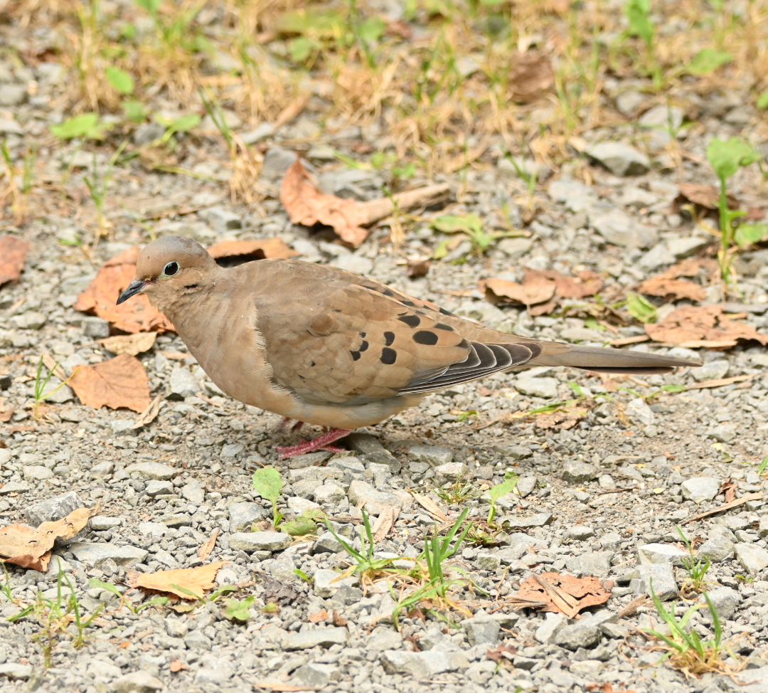 Mourning Dove - ML624115526