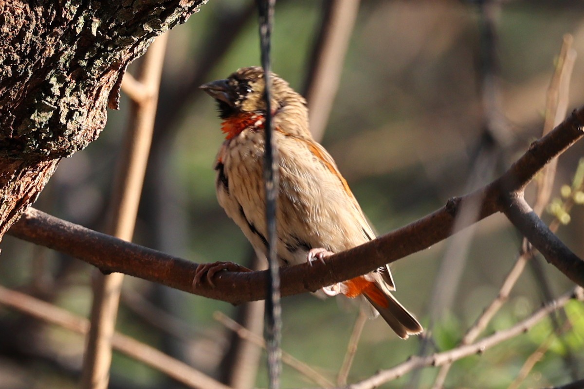 Southern Red Bishop - ML624115530