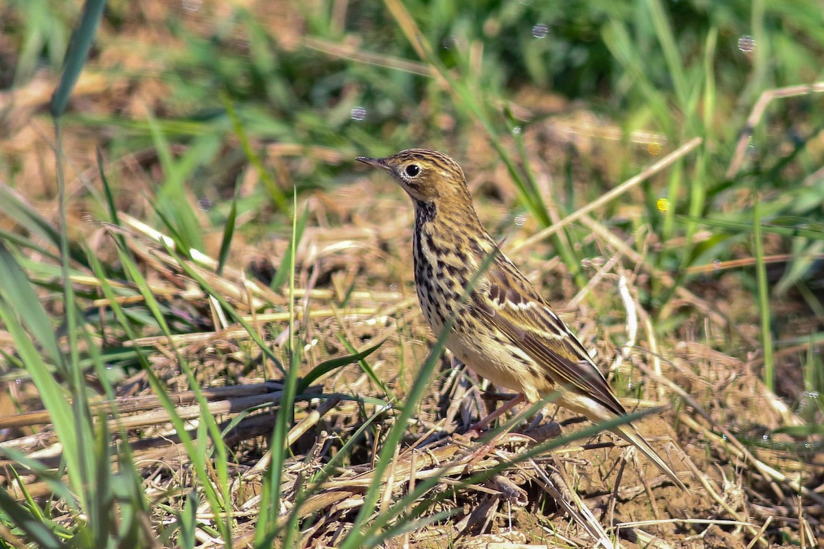 Red-throated Pipit - ML624115559