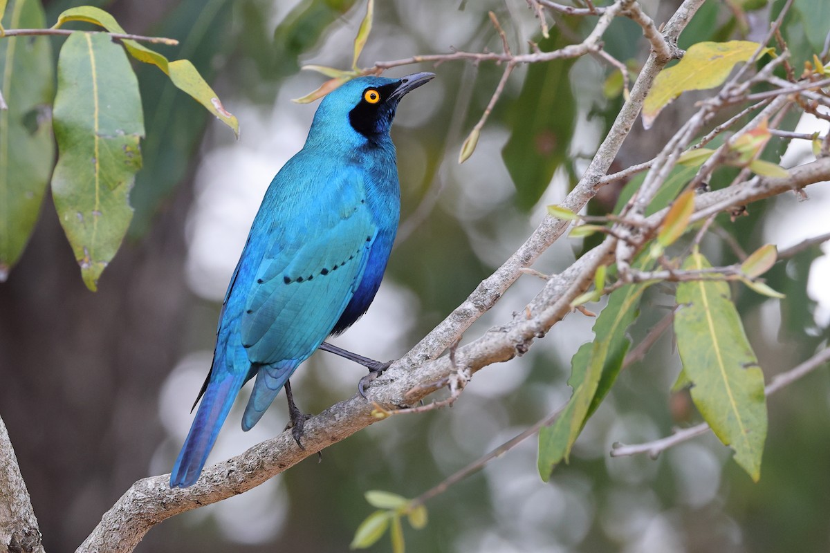 Greater Blue-eared Starling - ML624115582