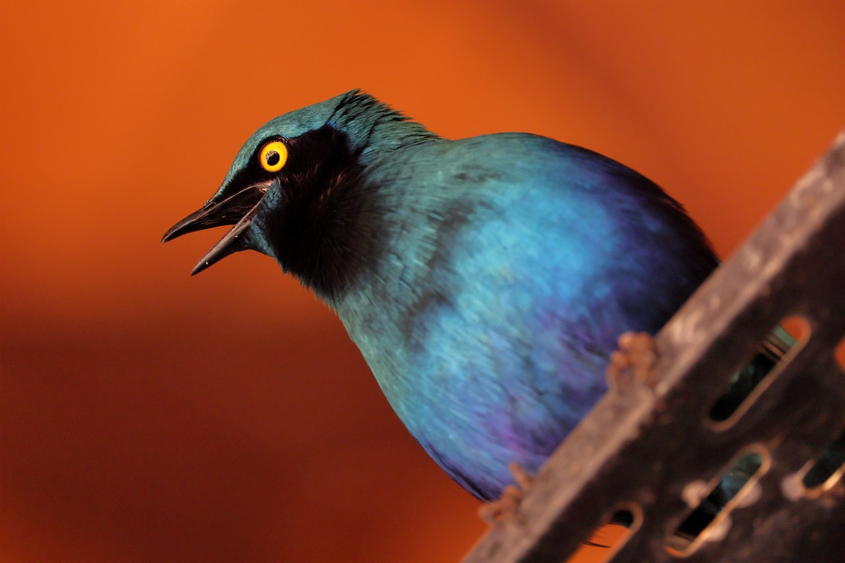 Greater Blue-eared Starling - ML624115583