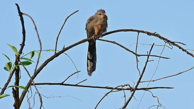 Sirkeer Malkoha - ML624115604