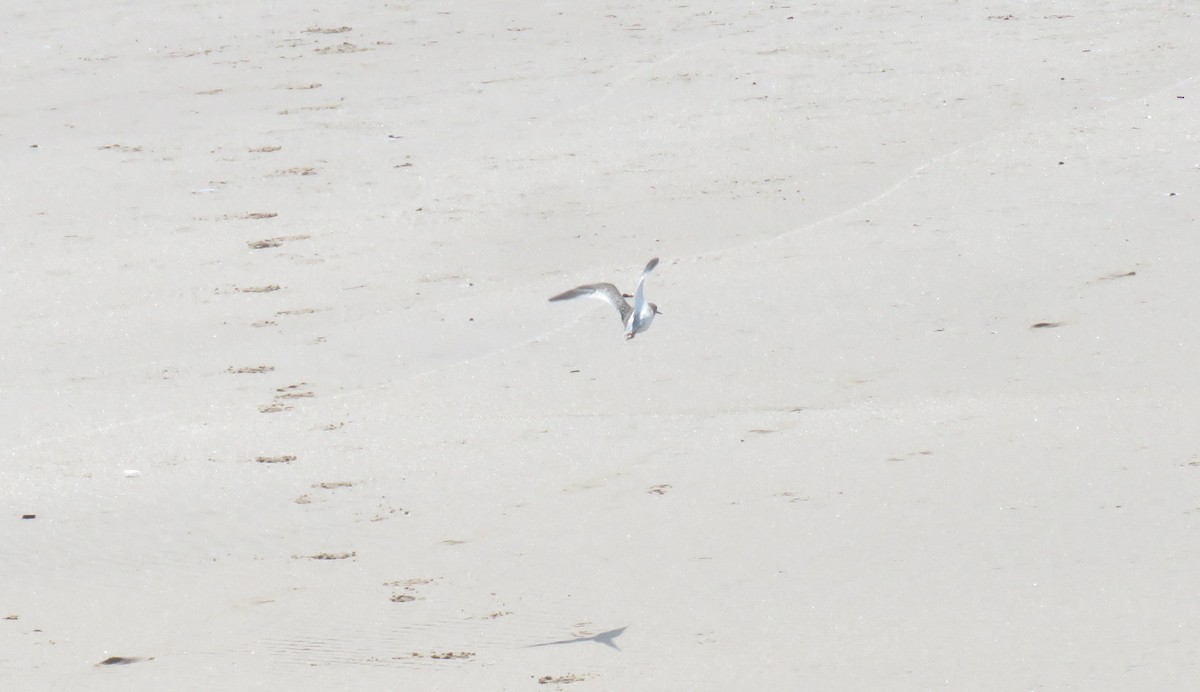 Common Redshank - ML624115609