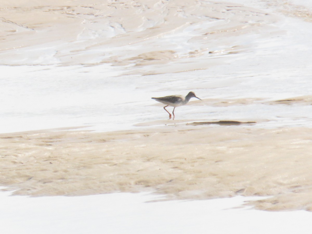 Common Redshank - ML624115610