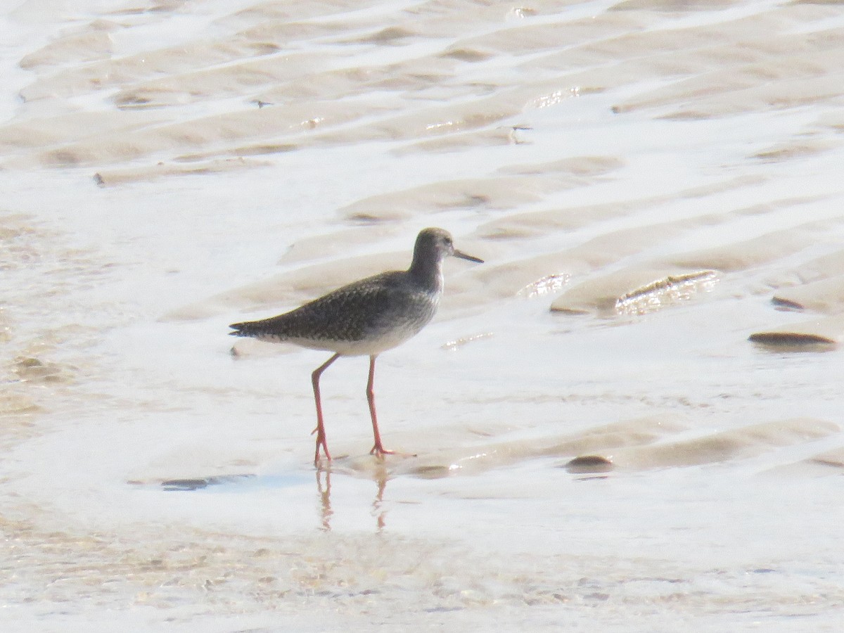 Common Redshank - ML624115611