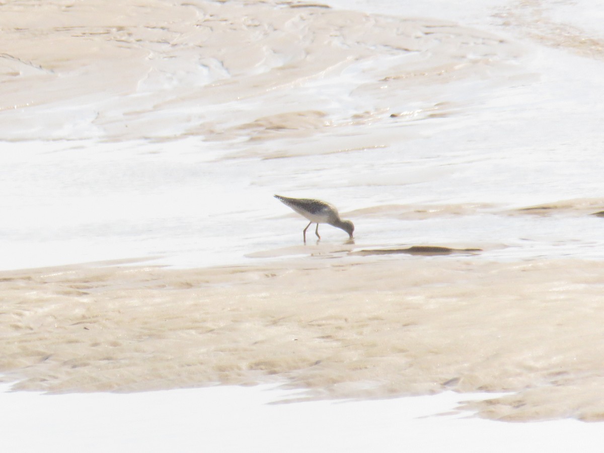 Common Redshank - ML624115612