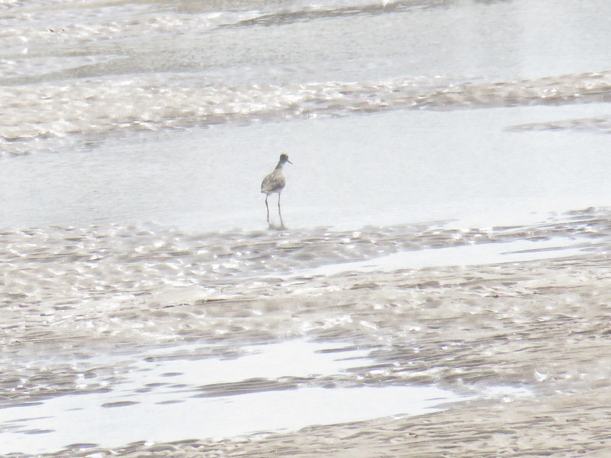 Common Redshank - ML624115614