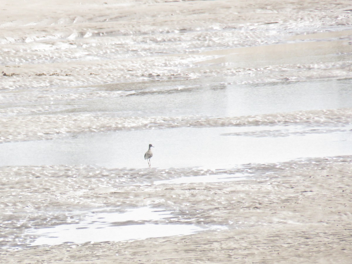 Common Redshank - ML624115616