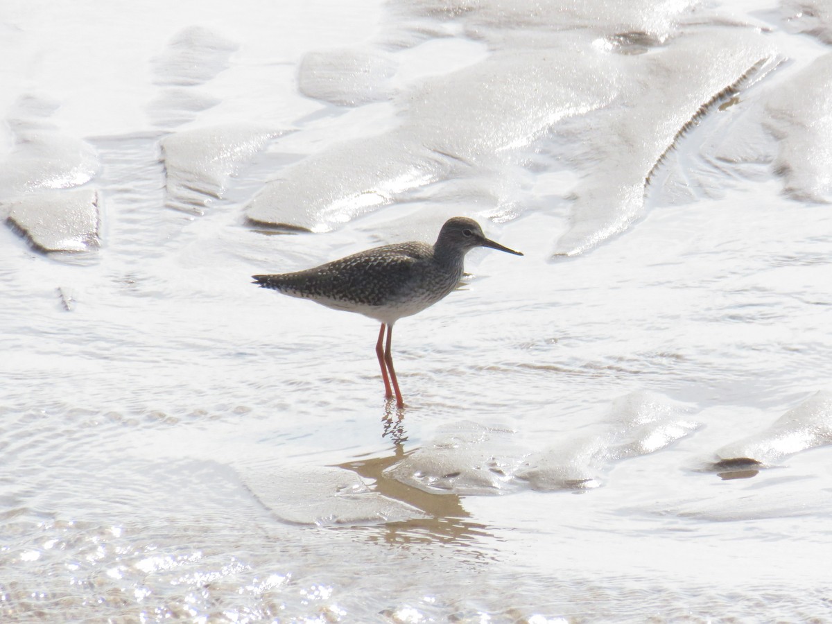 Common Redshank - Miguel  Berkemeier