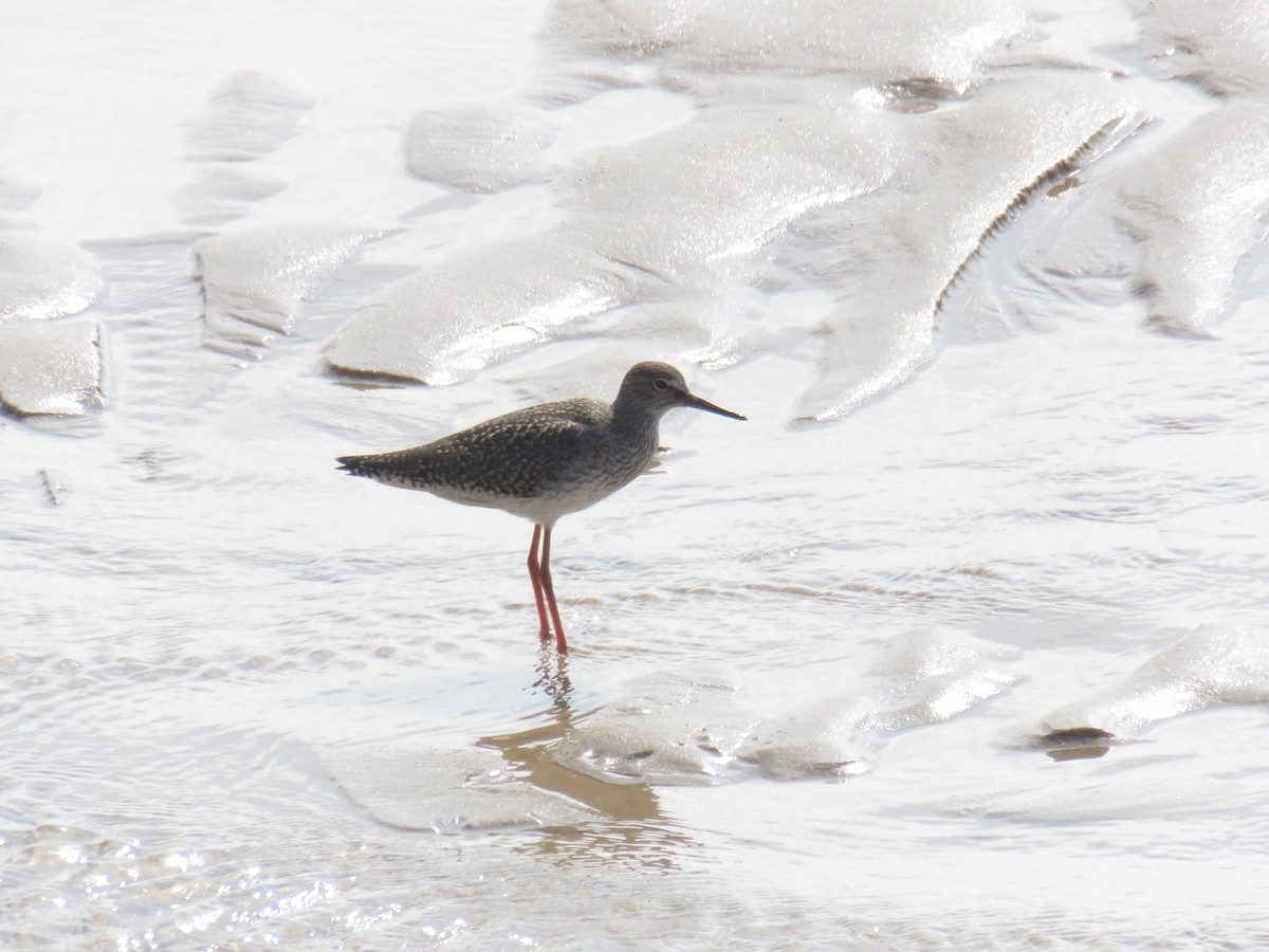 Common Redshank - ML624115618