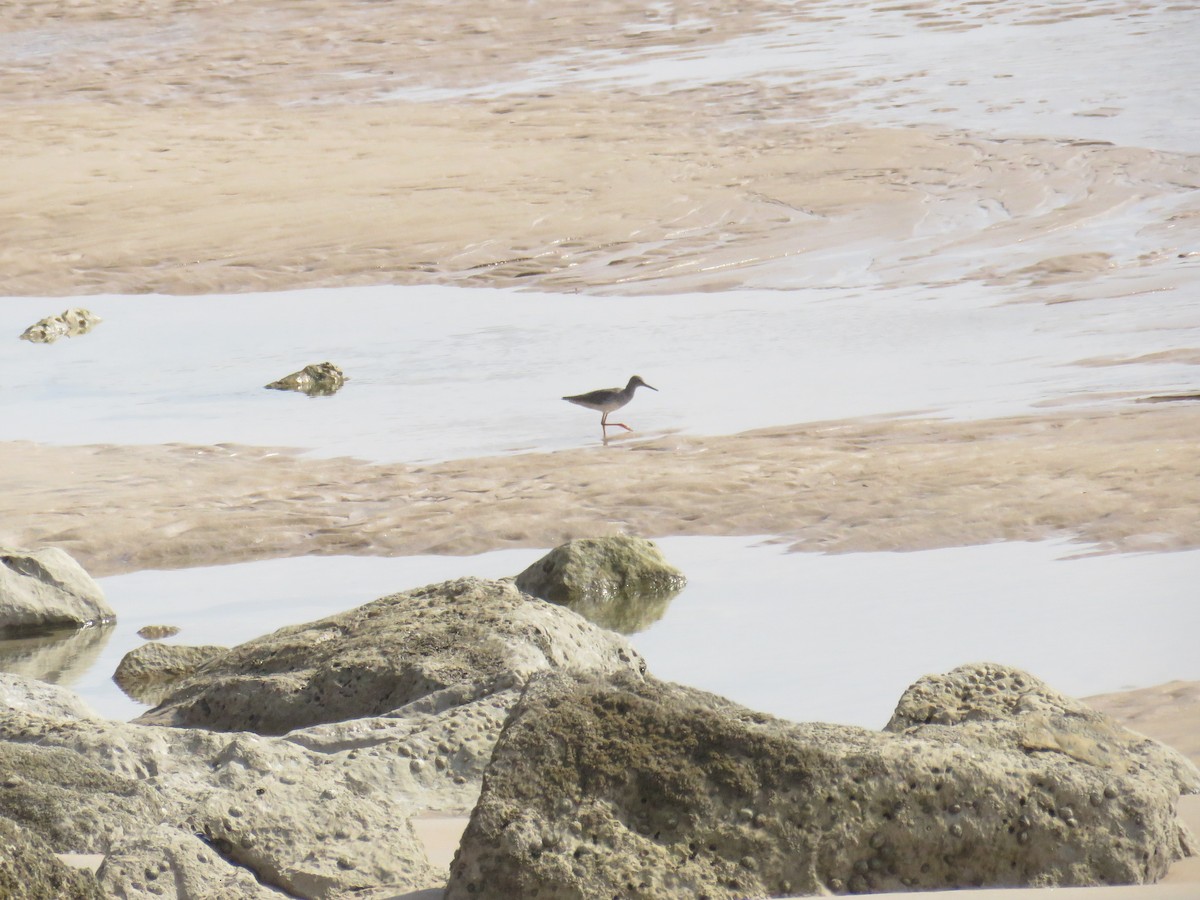 Common Redshank - ML624115619