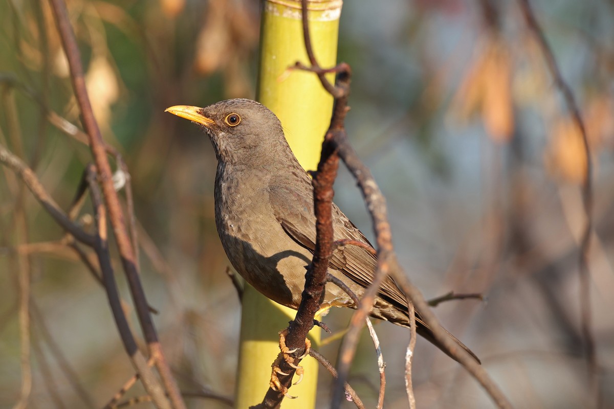 Karoo Thrush - ML624115637