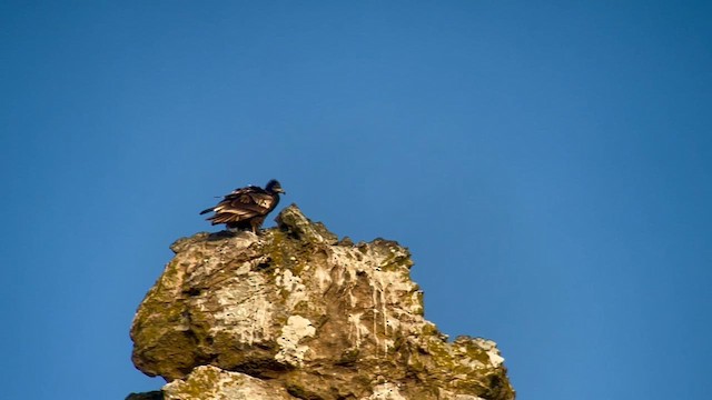 Egyptian Vulture - ML624115645