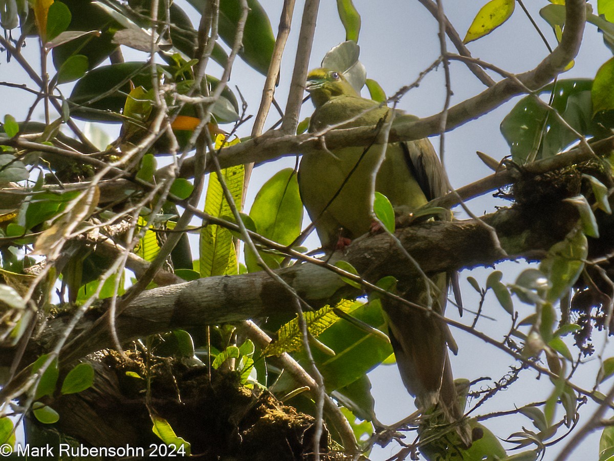 Sumatran Green-Pigeon - Mark Rubensohn