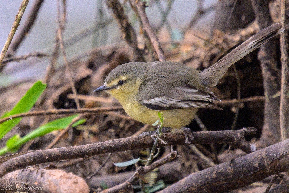 Greater Wagtail-Tyrant - ML624115661