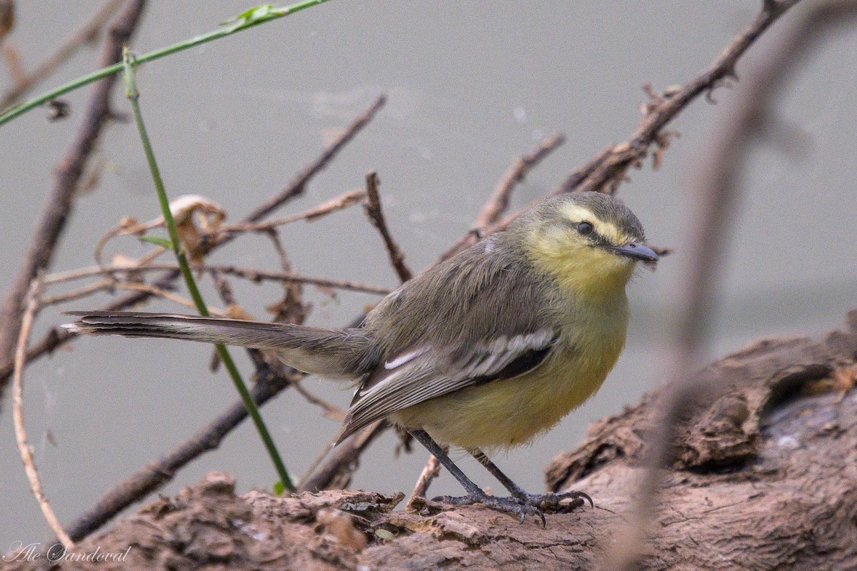 Greater Wagtail-Tyrant - ML624115662