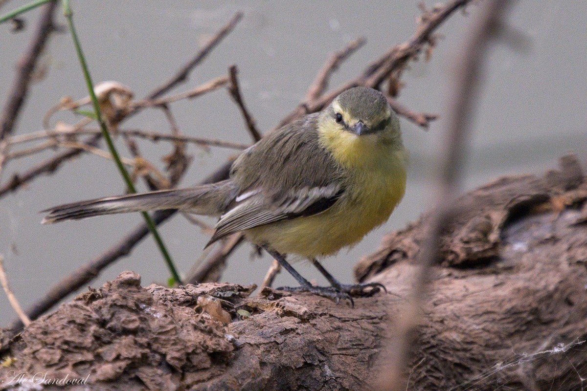 Greater Wagtail-Tyrant - Alejandro Sandoval