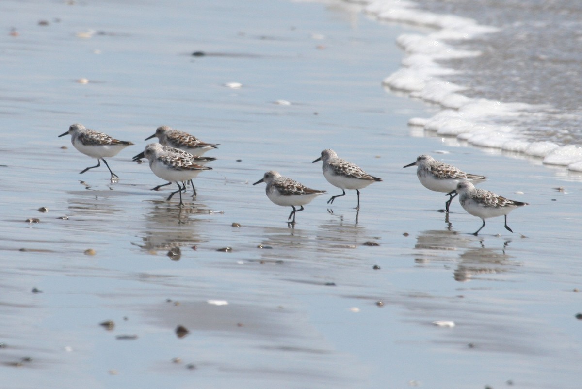 Sanderling - ML624115671