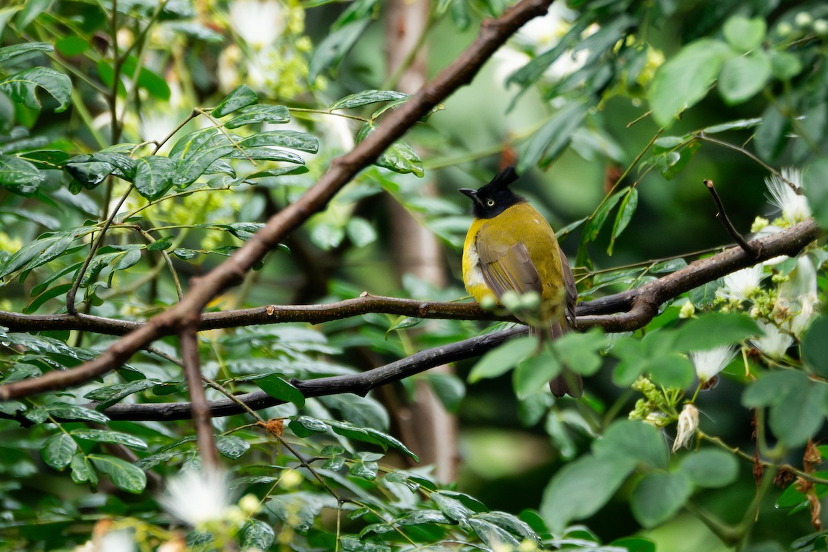 Bulbul à huppe noire - ML624115680