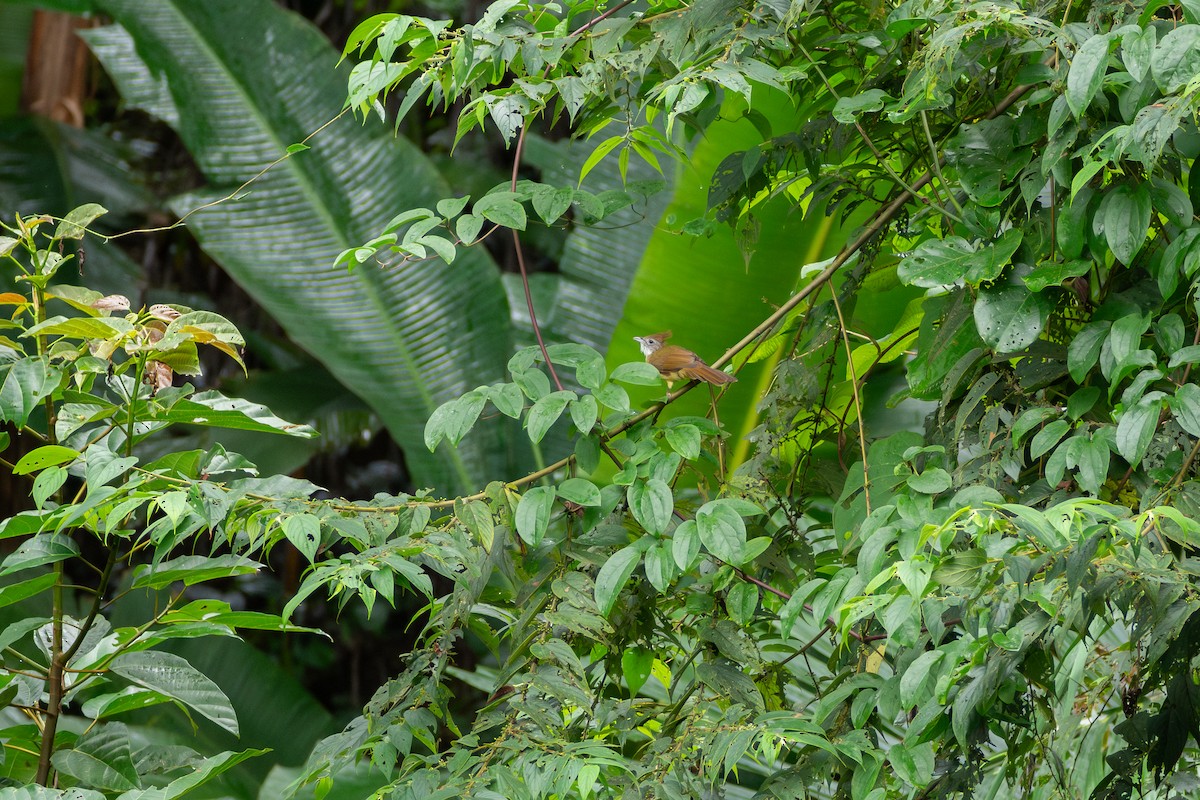 Puff-throated Bulbul - ML624115681