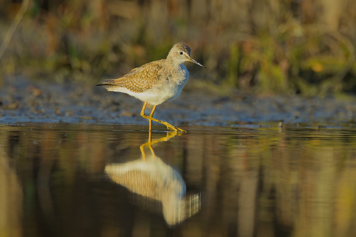 gulbeinsnipe - ML624115690