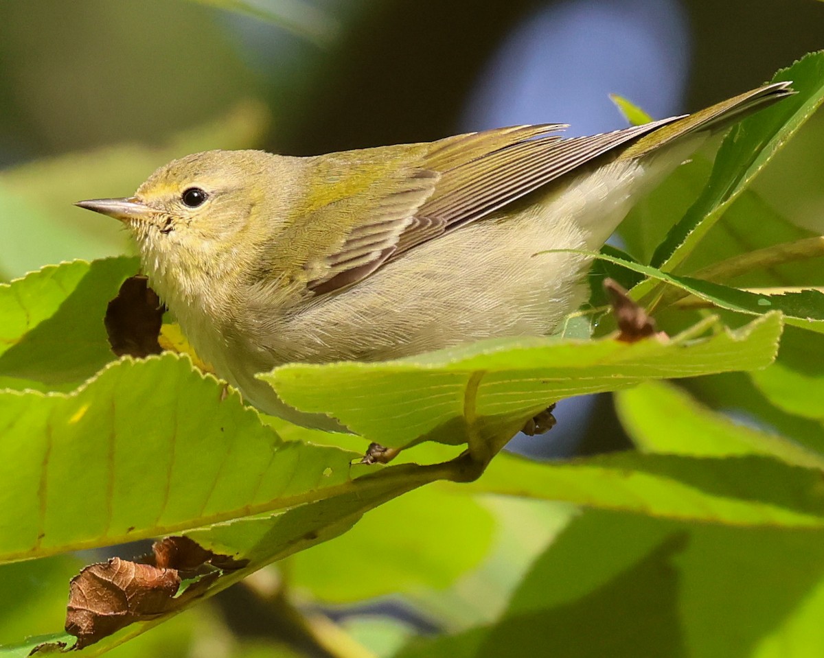 Tennessee Warbler - ML624115730