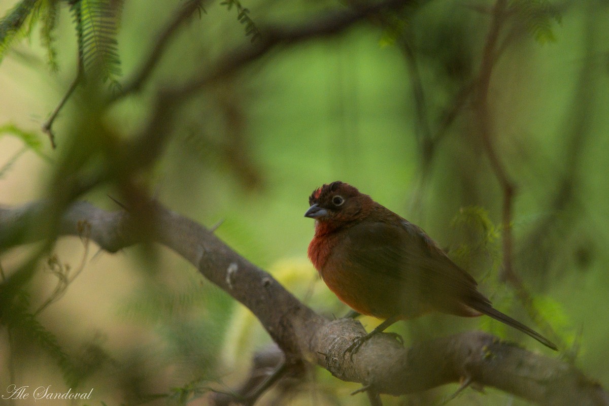 Red-crested Finch - Alejandro Sandoval