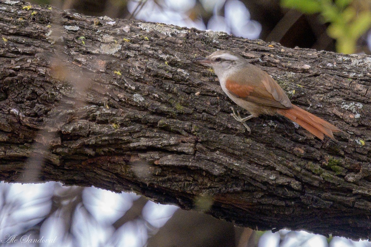 Stripe-crowned Spinetail - ML624115760