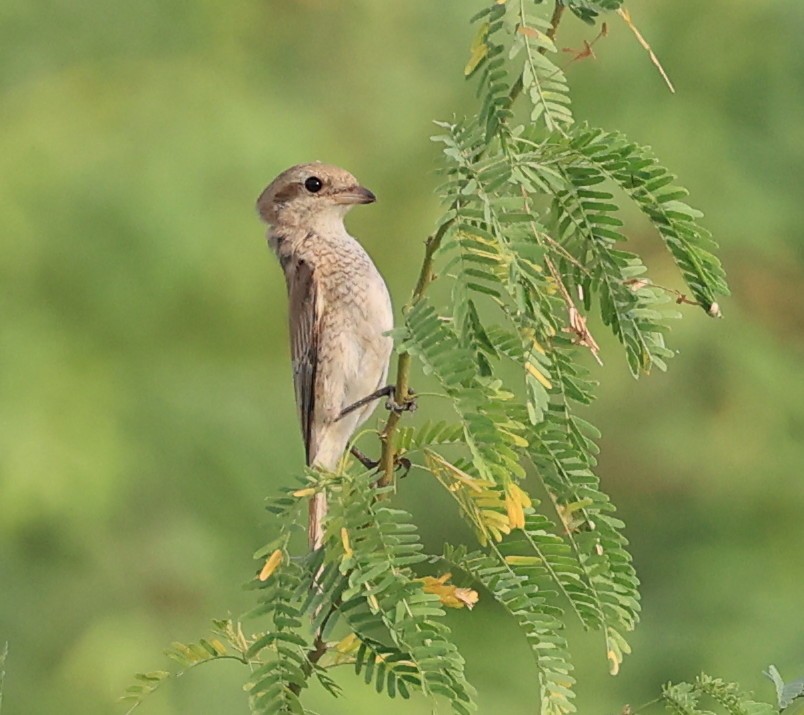 Red-tailed Shrike - ML624115781