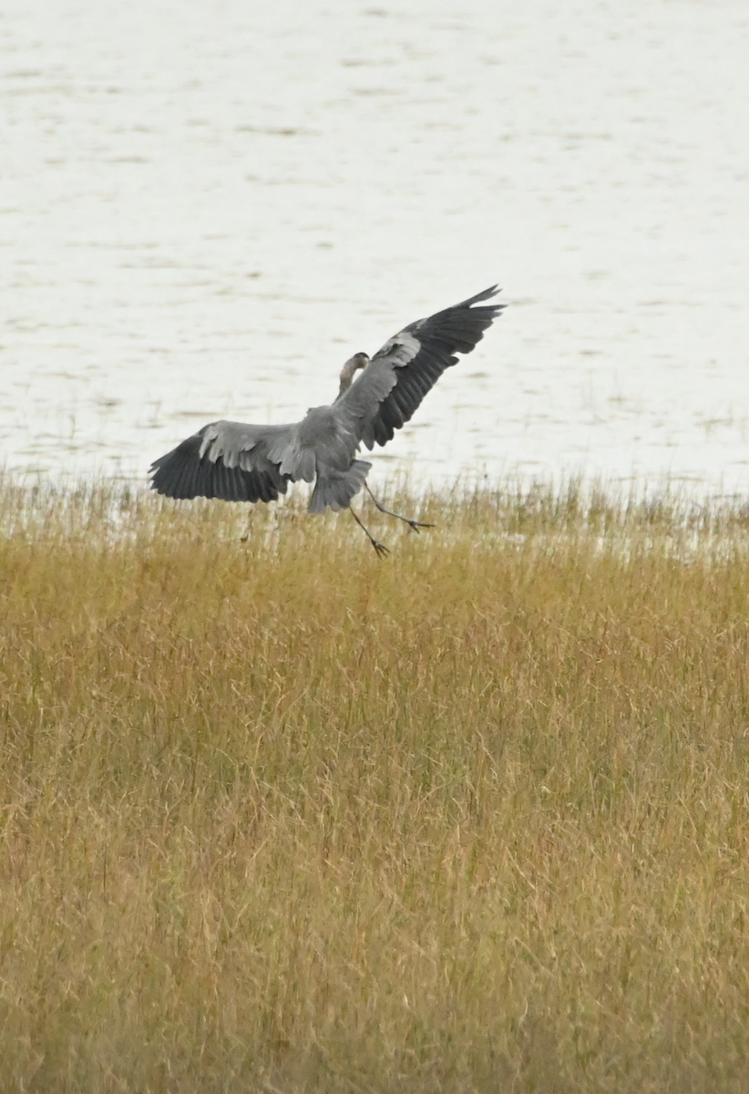 Great Blue Heron - Sylvie Rioux